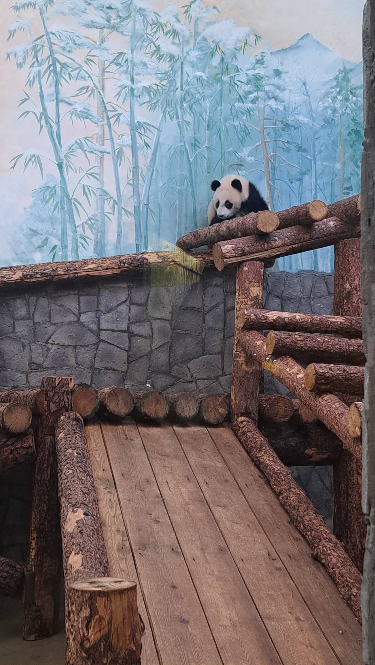 Панда в московском зоопарке