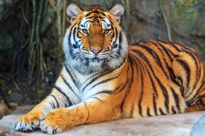 Россия поможет Казахстану возродить популяцию туранских тигров