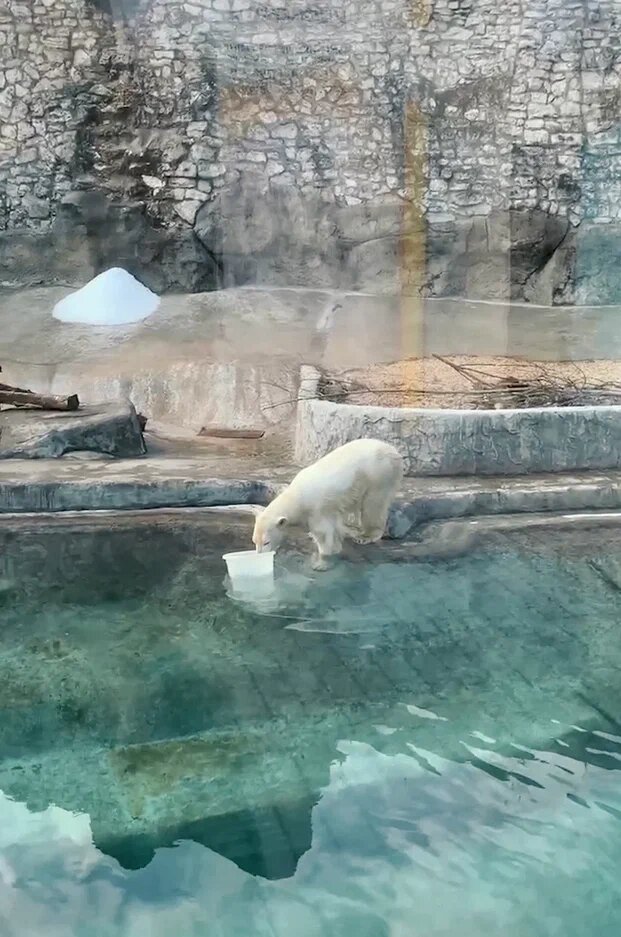 Белая медведица приехала  в Московский зоопарк