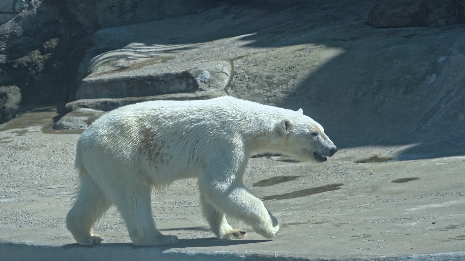 Белая медведица в зоопарке